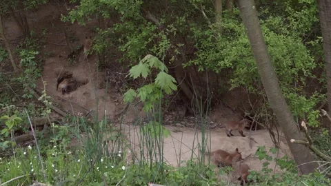 5 red fox cubs playing near den, wildlife - vulpes vulpes - UHD-4K stock video Stock Footage 323609441