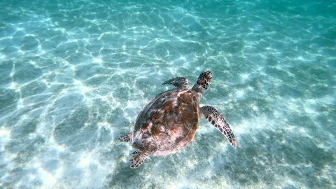5 Red Sea Diving With Green Turtle Swimming Underwater Stock Footage 308186867