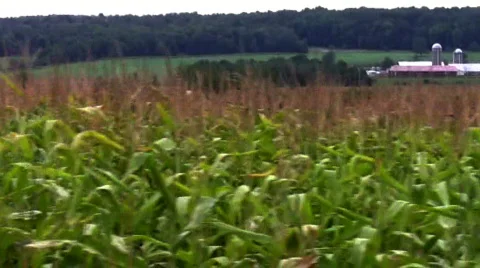 5 Second Cornfield Pass Stock Footage 839958