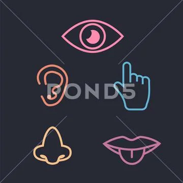 5 senses icon collection color. Five senses icon set: Royalty Free ...