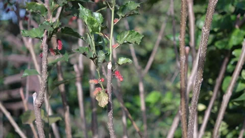 5 shots with Red mulberry tree in the garden. Stock Footage 259803484