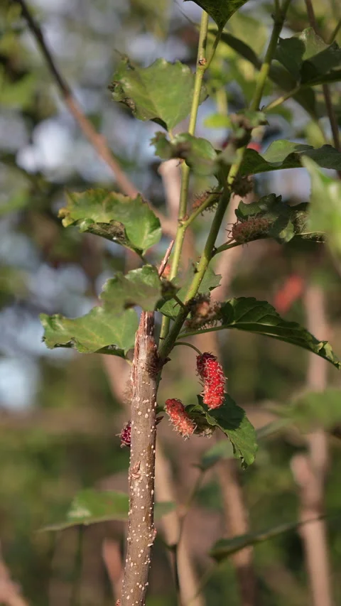 5 shots (vertical clip) Red mulberry tree in the garden Stock Footage 259810945