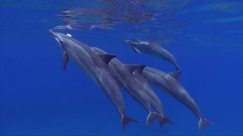 5 Spinner Dolphins Swim To Surface Joined By 5 More Dolphins Near Sand Bottom Stock Footage 82050583