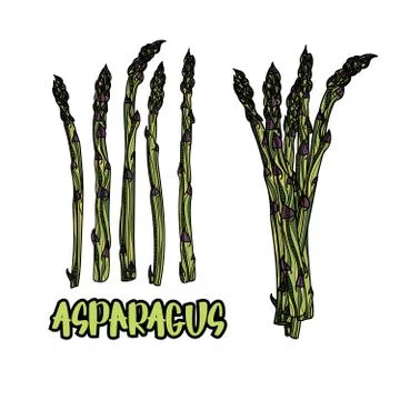 5 stalks of asparagus and bundle of asparagus vector illustration. Stockillustratie