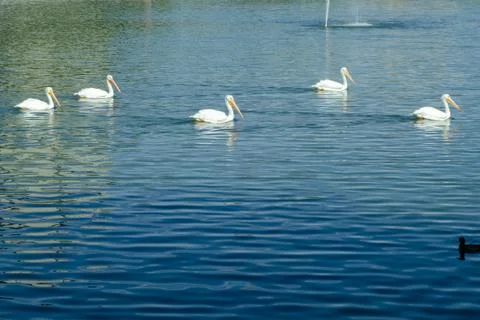 5 swans in the middle of water following each other in the park Stock Photos