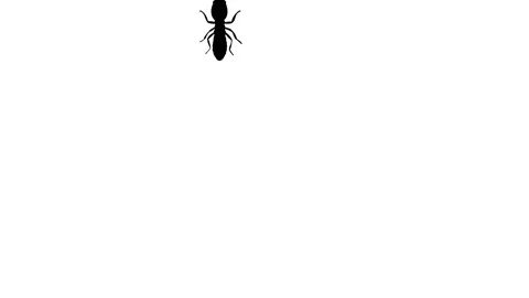 5 Termites walking animation 4K Stock Footage 311871967