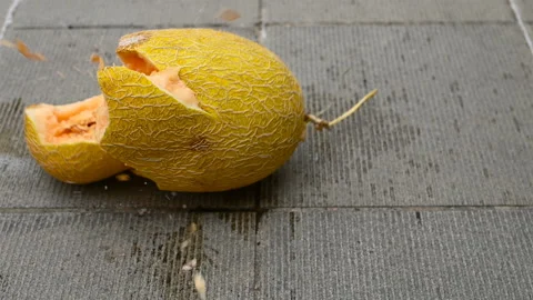 5-time slow motion of a hami melon dropped to a concrete floor Stock Footage 123558355