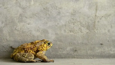 5-time slow motion of a yellow frog breathing and jumping Stock Footage 123557810