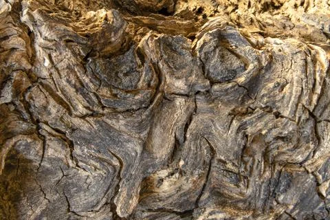5 Tree Burl Foto stock