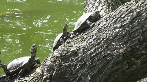 5 turtles on a dry tree in a river, spring, fauna, Ukraine. Stock Footage 310404003