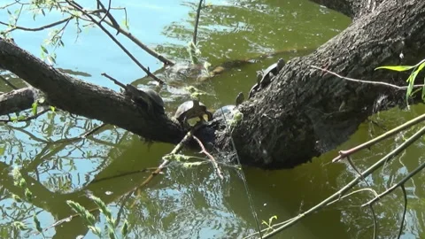 5 turtles on a dry tree in a river, willow, spring, fauna, Ukraine. 動画素材 310404016