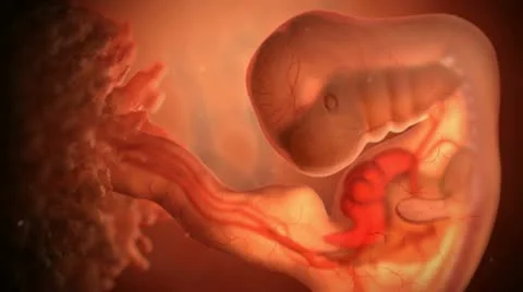 5 week unborn in the womb (medium shot) 動画素材 20449115