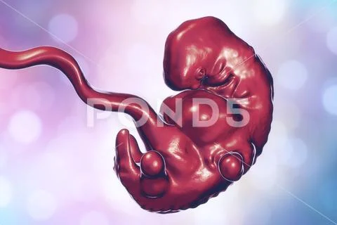 5-weeks human embryo scientifically accurate illustration Stock Illustration