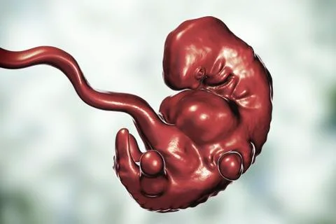 5-weeks human embryo scientifically accurate illustration Stock Illustration