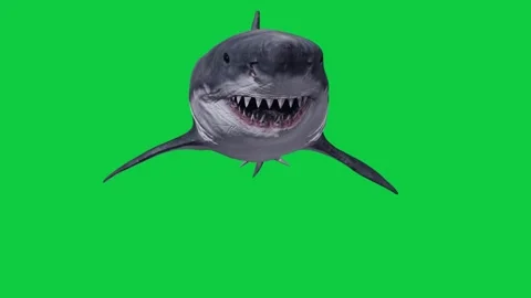 5 White Shark Front View Attack Animation - – Green Screen Overlay Element Stock Footage 338029761