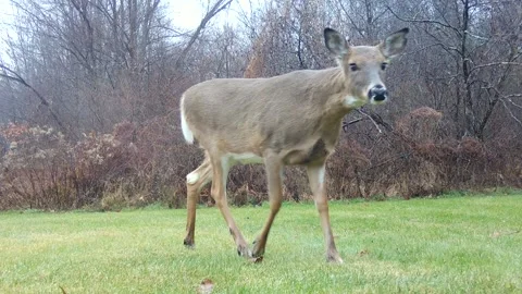 5 white-tailed deer walk right and into the wetlands Stock Footage 167106783