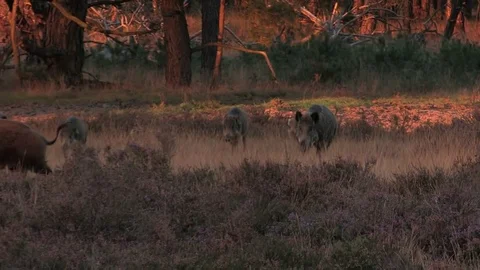 5 wild boars (sus scrofa) in the moorlands, early evening - wildlife - HD Stock Footage 82401922