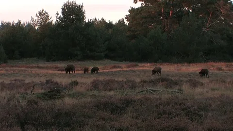 5 wild boars (sus scrofa) in the moorlands, early evening - wildlife - HD Stock Footage 82401954