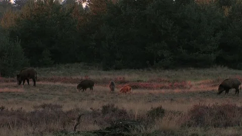 5 wild boars (sus scrofa) in the moorlands, early evening - wildlife - HD Stock Footage 82401979