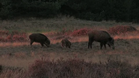 5 wild boars (sus scrofa) in the moorlands, early evening - wildlife - HD Stock Footage 82401986