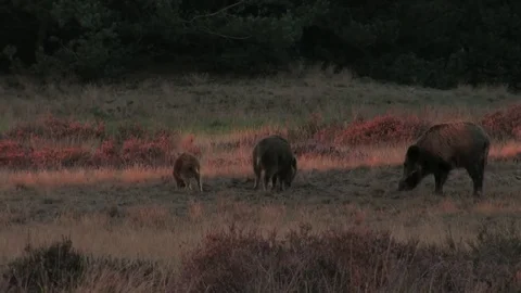 5 wild boars (sus scrofa) in the moorlands, early evening - wildlife - HD Stock Footage 82401989
