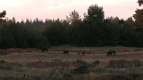 5 wild boars (sus scrofa) in the moorlands, early evening - wildlife - HD Stock Footage 82401990
