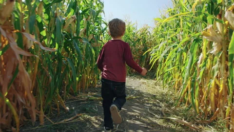 5 year old boy with long red shirt and jeans sprints through corn maze handheld Video stock 202264359