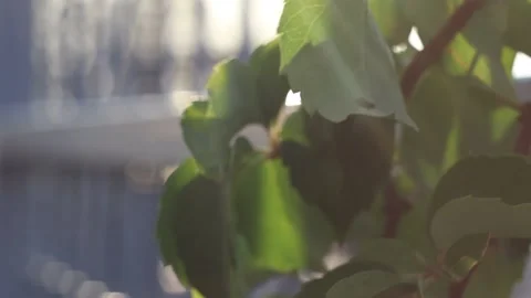 50 FPS Dreamy Tree Branches by the Iron Fence (Vintage Lens) Stock Footage 214388656