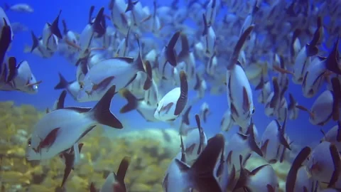 50 fps underwater flock of silver and yellow fish,swim near coral reef.Maldives Stock Footage 171375908
