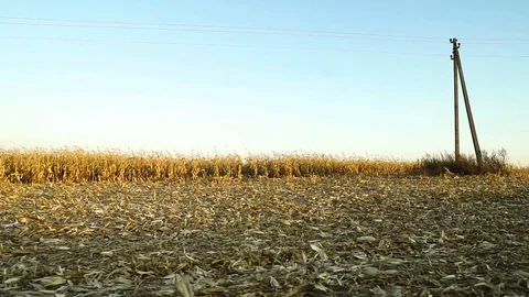 50 FPS. View of the corn field from the car window. Evening on the corn field Stock Footage 128659357