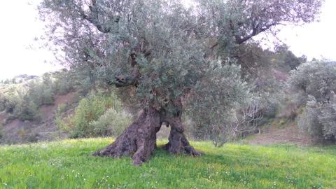50 years old Olive tree Stock Photos