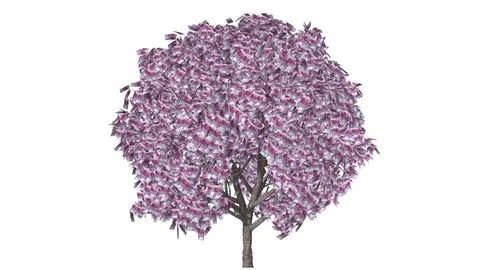 500 Euro Tree With Wind, animation Video stock 72870316