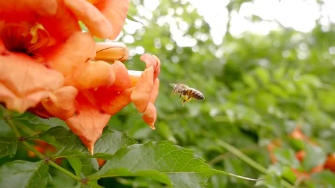 500 frames a second. Close-up of a bee flying near a flower and getting ready to Vídeos de archivo 90692961