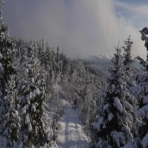 5000-011 Stock Footage 69543600