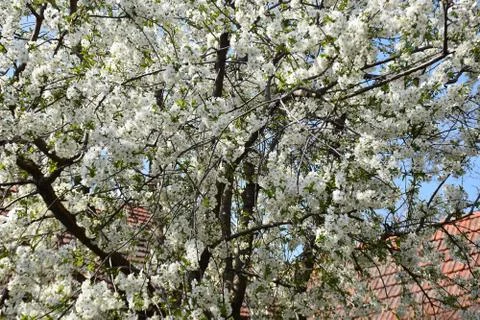 5018..tree blossoms Stock Photos