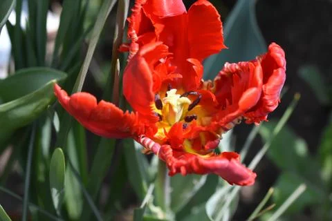 5044-red tulip Stock Photos
