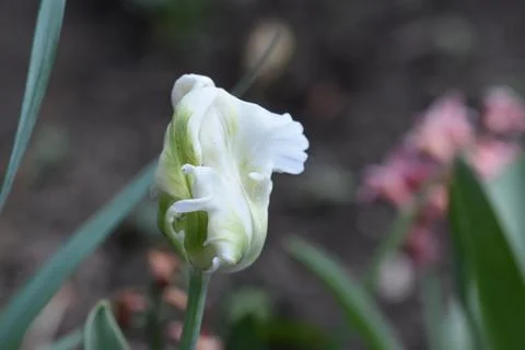 5045-white tulip Foto stock