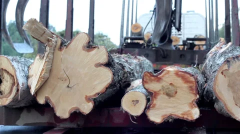 505 backhoe arranging the trees that are piled in the truck lifting of set of Stock Footage 32324761