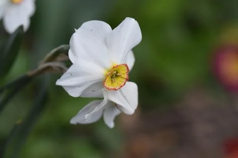 5052-spring flower Stock Photos
