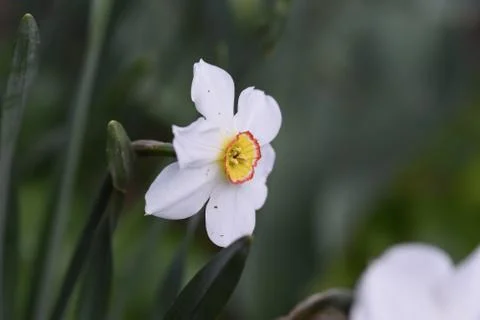 5053-spring flower Stock Photos