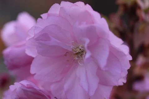 5054-tree blossoms Stock Photos