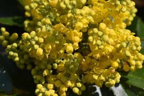 5066-tree blossoms Stock Photos