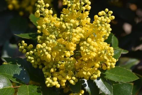 5069-tree blossoms Stock Photos