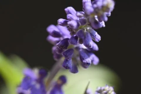 5074-spring flower Stock Photos