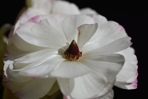 5078-spring flower Stock Photos