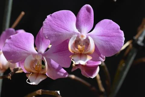5083-beautiful orchid Stock Photos