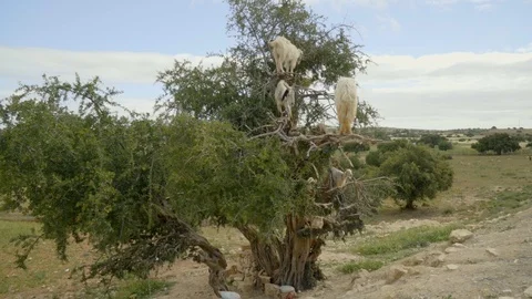 50fps Goats climbing the Argan tree in Morocco Stock Footage 100244045