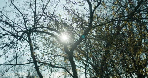 50mm Handheld Low-Angle: Organic Sunburst through Spring Trees Stock Footage 332840886