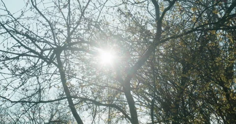 50mm Low-Angle Sunstar: Compressed Perspective of Spring Canopy at Sunrise Stock Footage 332841006