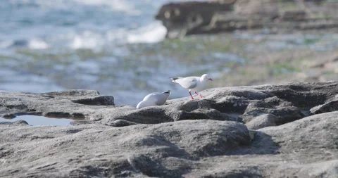 50p Seagulls picking at rocks at ocean Stock Footage 197737398